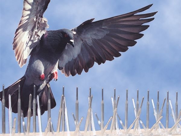 Bird Spike Services